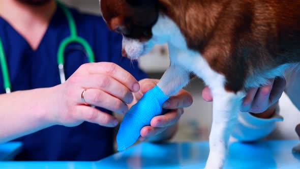 Veterinarian Putting Bandage on Paw of German Shepherd in Clinics