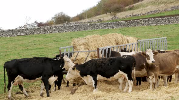 Herd of Cows Eating Hay.