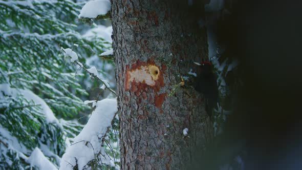 A black woodpecker is pecking at a branch on a snowy tree