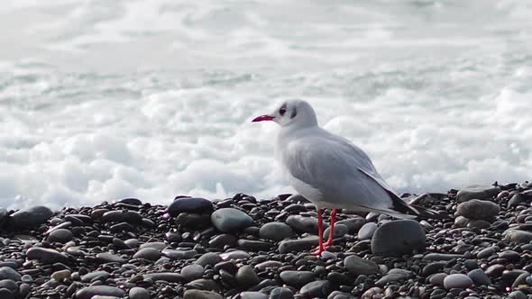 Seagull on a Rocky Beach. White Sea Bird Walks Along the Sea Surf.