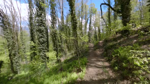 Brown Ground Extreme Bike Track in Green Dense Forest