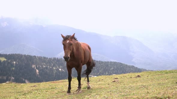horse grazing in the meadow or mountains. Beautiful view of the natural landscape, green meadow. 