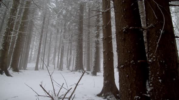 Scenery Of Leafless Trees On Snow-covered Ground In The Forest At Winter. sideways shot