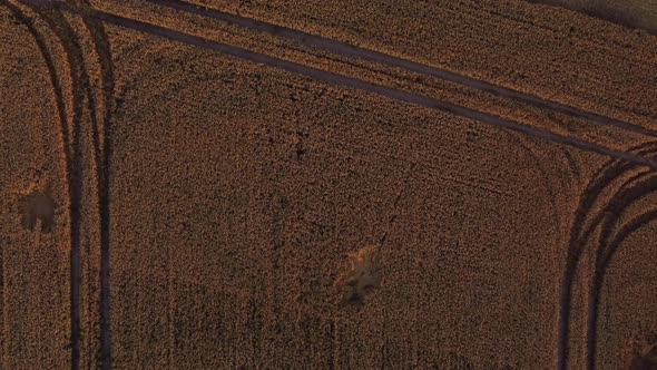 Field with Wheat