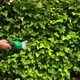 Gardener in a Checked Shirt Shaping Bushes with Electric Mower in the Garden. - VideoHive Item for Sale