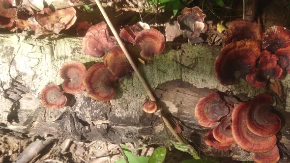 a bunch of awesome mushroom on a log