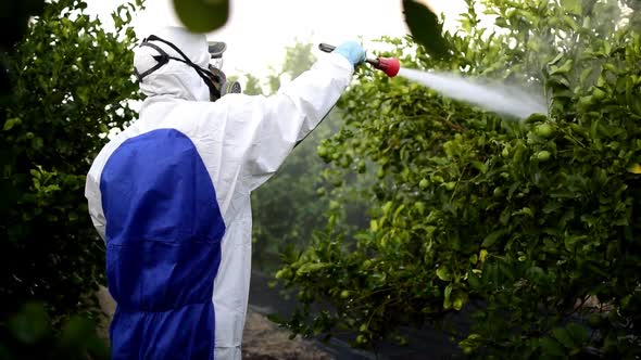 Farmer spray pesticide on fruit lemon trees.