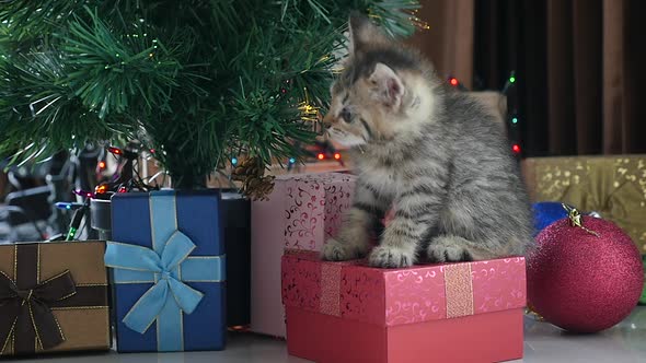 Cute Tabby Kitten Playing In A Gift Box With Christmas Decoration