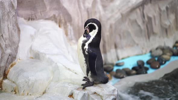 Penguin Cleans Itself on Coast Near Water