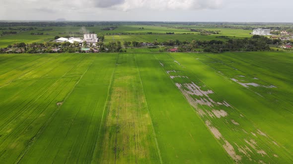 The Paddy Rice Fields of Kedah and Perlis, Malaysia