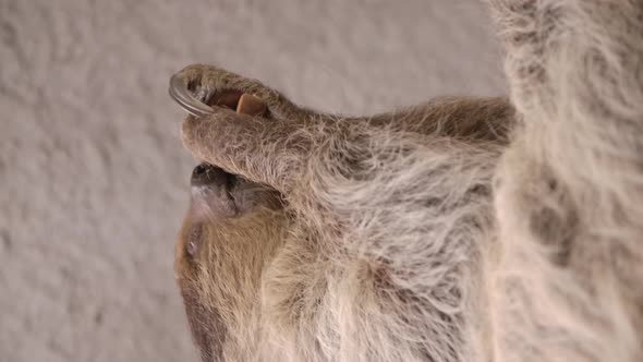 A two toed sloth hanging in a tree close to the camera slow motion cinematic