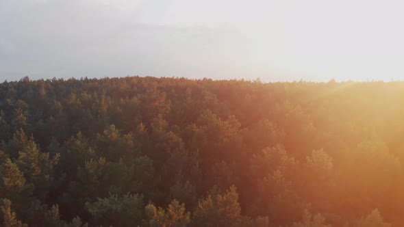 Drone view of forest