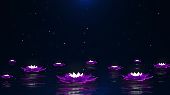 Water Surface Lotus Dream Stage
