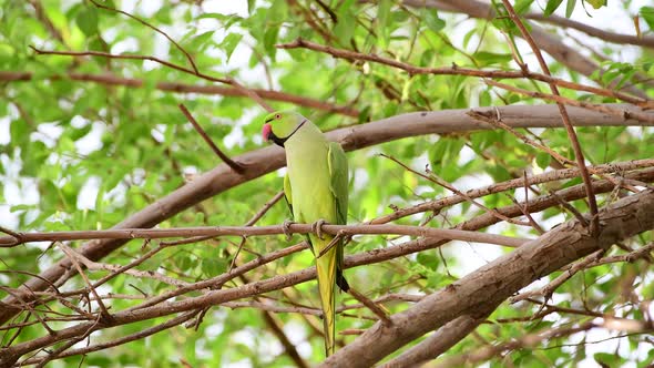 Green Parrot in a Tree