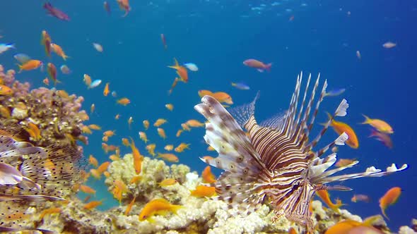 Coral Garden Red Sea Lion-Fish