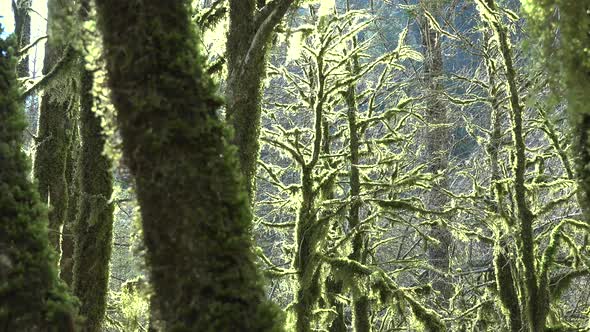 Mossy Tree Branches in a Mystic Forest Completely Covered With Moss