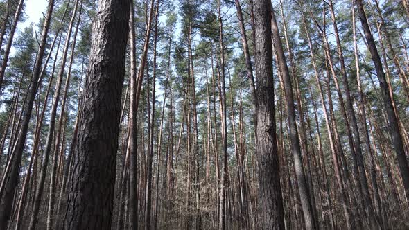 Forest Landscape Aerial View Slow Motion