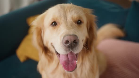 Golden Retriever Dog Portrait at Home Beautiful Happy Smiling Close Up Pet Face