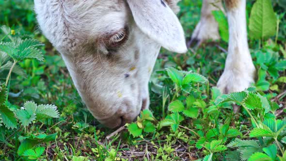 Sheep Eating Green Grass On The Meadow In Manali, Himachal Pradesh, India. 