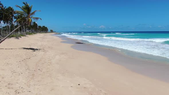 Gorgeous Tropical Beach Palm Trees White Sand and Light Blue Water