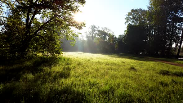 Sun Shines in the Forest Through the Trees and Tree Branches Near a Clearing