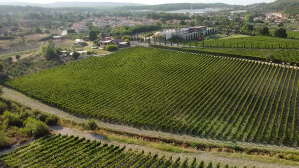 Sunny Vineyard Fields in Urla Turkey