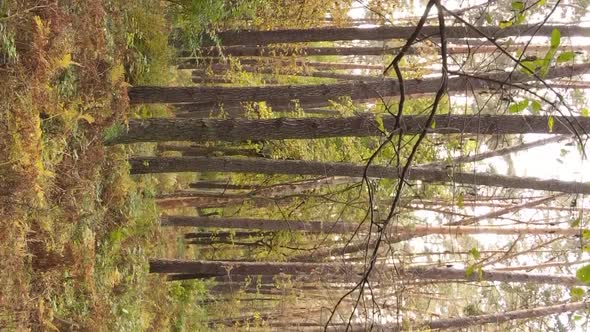 Vertical Video of an Autumn Forest During the Day in Ukraine