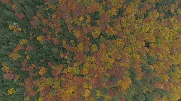 Beautiful autumn landscape with colorful trees in Bulgaria. Birds eye orbit