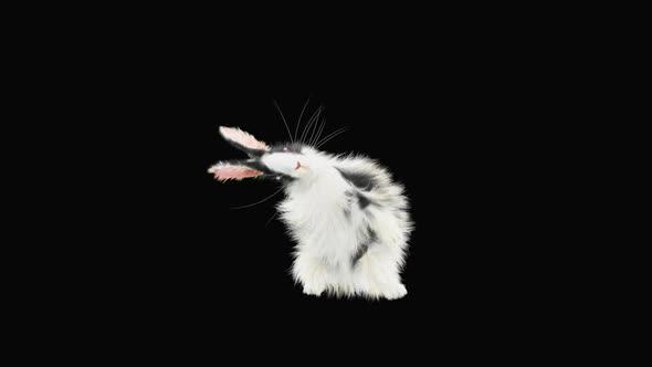 Rabbit Dancing HD