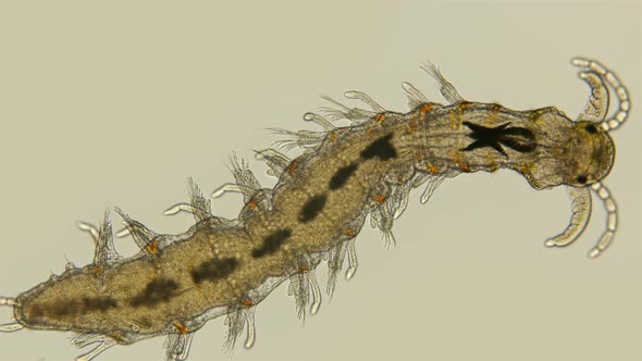 A Young Worm Polychaeta Under a Microscope, This Is the Annelida Class, Live in Marine and Fresh alt
