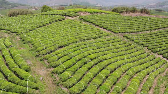 Tea plantation in mountain