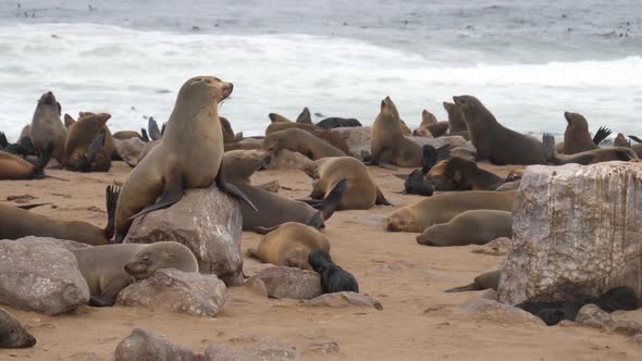 Sea lion colony on the beach and rocks 