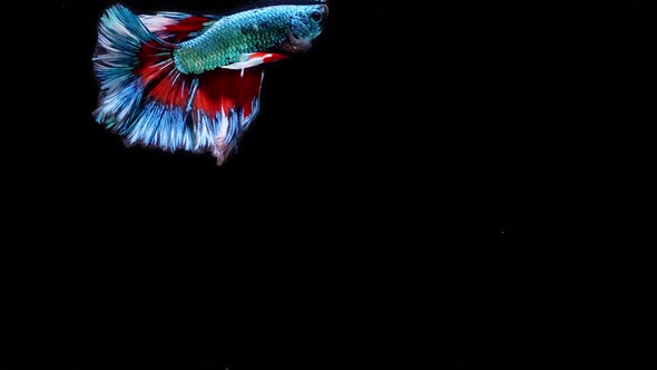 Blue and red color Siamese fighting fish