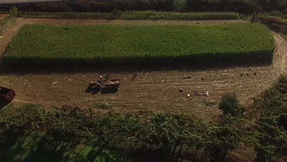 Corn Harvesting