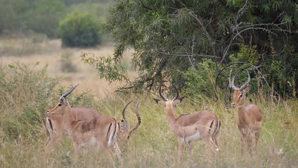 Group of impala in Pilanesberg Game Reserve 