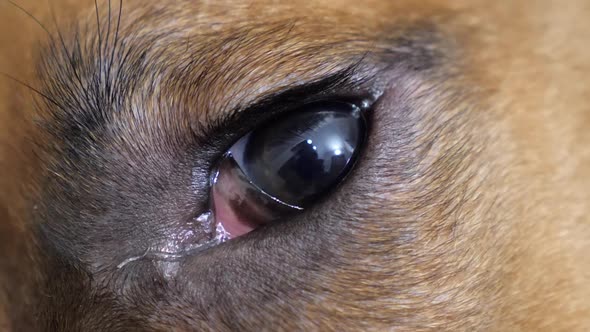 Closeup Macro Shot of Beautiful Eye of a Cute Boxer Dog