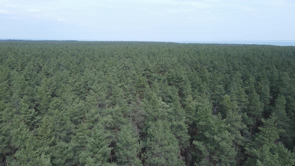 Green Pine Forest By Day Aerial View