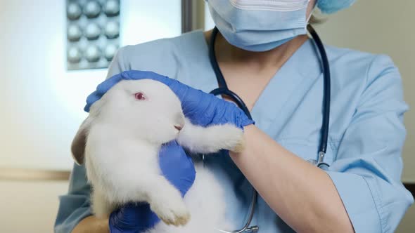 Close Up Footage of Female Doctor Holding a White Rabbit in Her Arms Complete Pet Physical Checkup