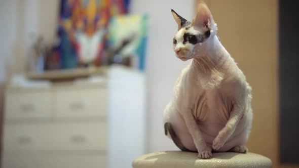 Sphynx cat old cat fat cat