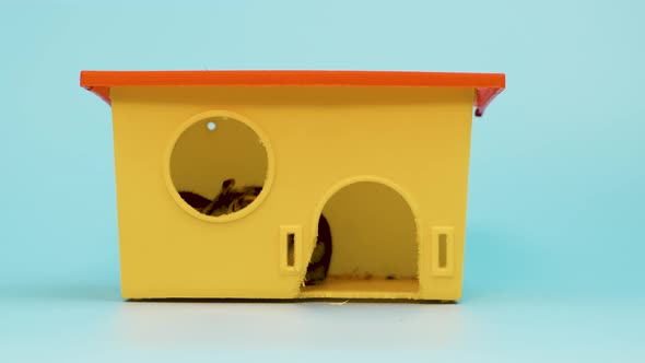 Closeup of a small funny miniature jungar hamster sitting at small yellow plastic rat house. 