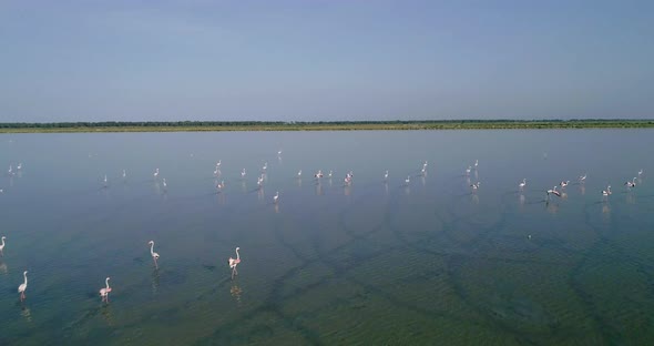 Aerial Pan Around of Flamingos on a Salt Lake at Sunrise