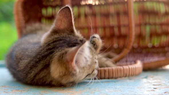 A Little Striped Grey and Red Kitten Sits in the Basket Plays and Sniffs Wooden Basket Outdoor on a