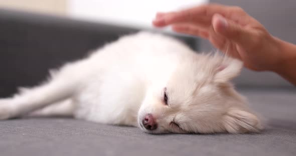 Pomeranian dog sleeping on sofa with pet owner touch on its head