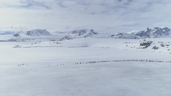 Gentoo Penguin Colony Migration Arctic Aerial View