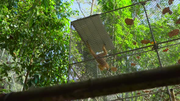 A Gibbon Monkey Shelter. Monkey Rehabilitation Center