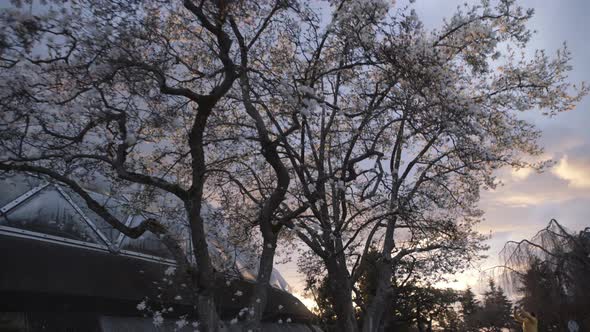 Blooming tree with white flowers lit by last sunset beams