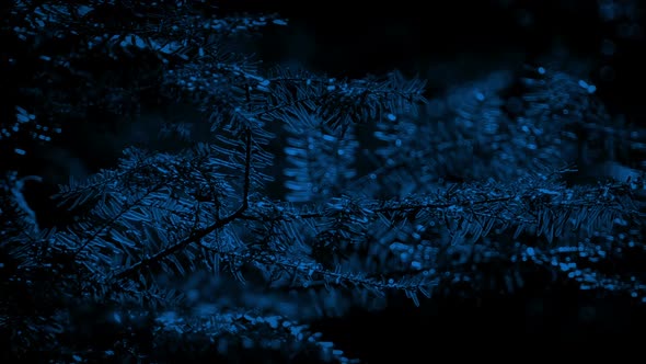 Tree Branches In The Moonlight