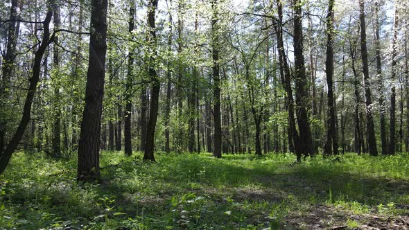 Green Forest During the Day Aerial View