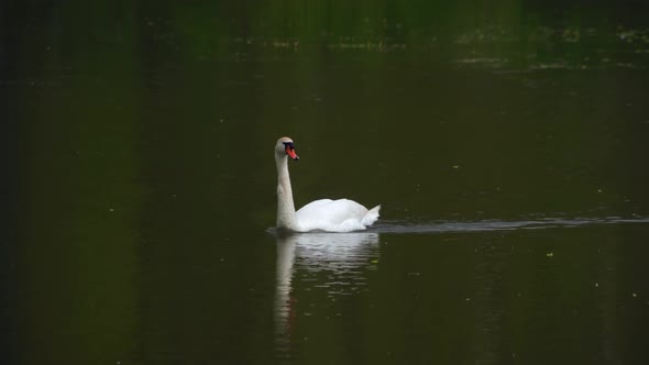 A Lone Swan Swims on the Lake and Searches for Food