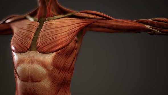 Muscular System of Human Body 